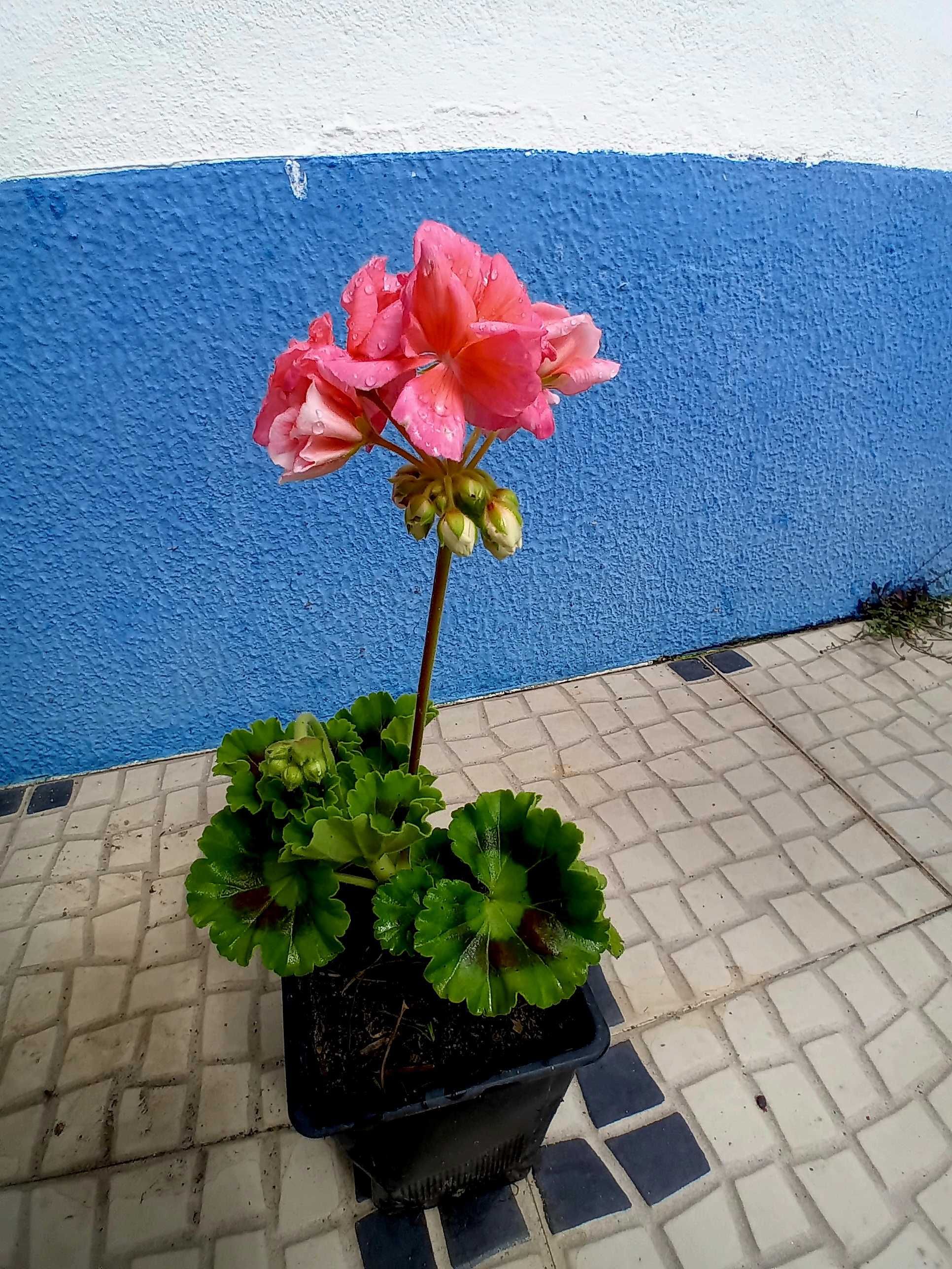 Sardinheira ou geranio