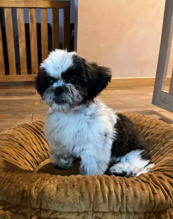 Piesek Alex shihtzu gotowy do odbioru