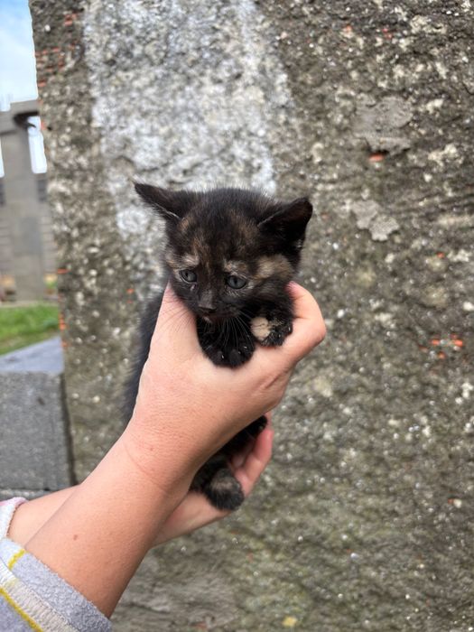 gatinhos bebés 2 meses