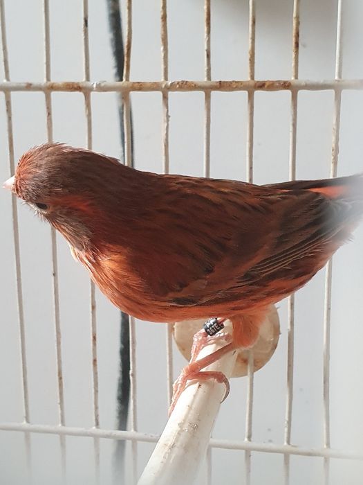 Canários Agata intenso Femea 2025