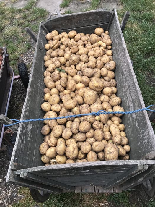 Ziemniaki vineta sprzedam