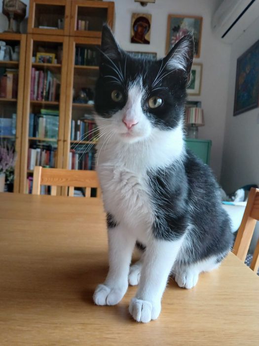 Gadający kocurek czeka na dom