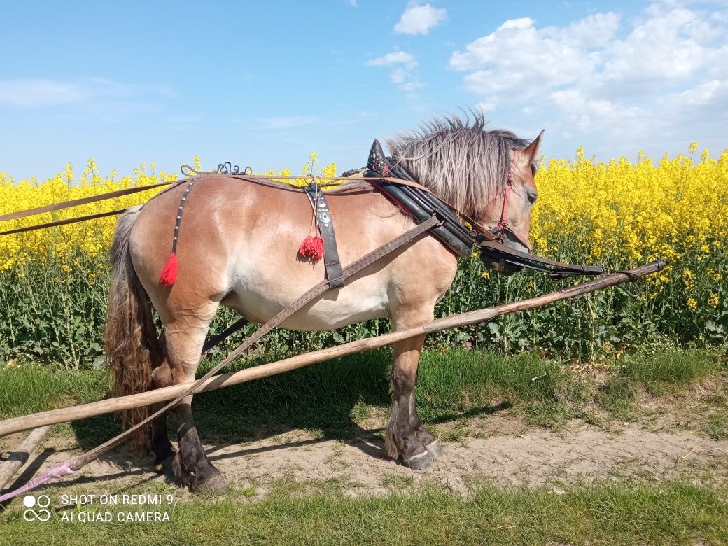 Źrebica zimnokrwista - zaprzęgana!