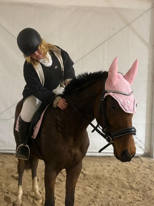 PILNA SPRZEDAŻ!! WĘBITA – Marzenie młodej amazonki