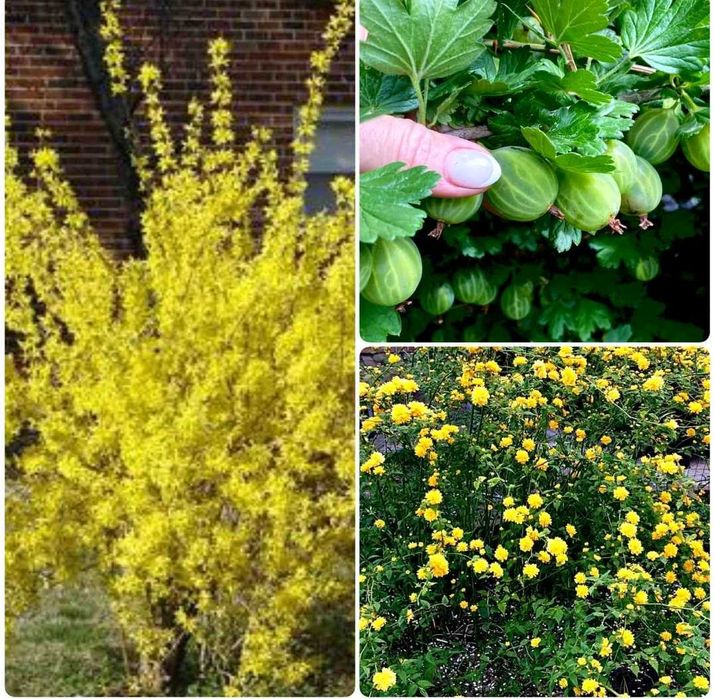 Тархун саджанці форзиція керія  агрус