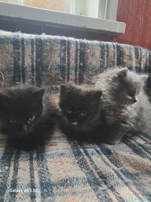 Віддам котиків безкоштовно