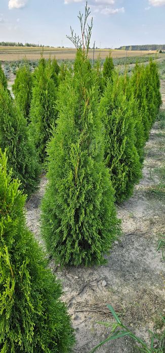 Tuja szmaragd. Nie Brabant
