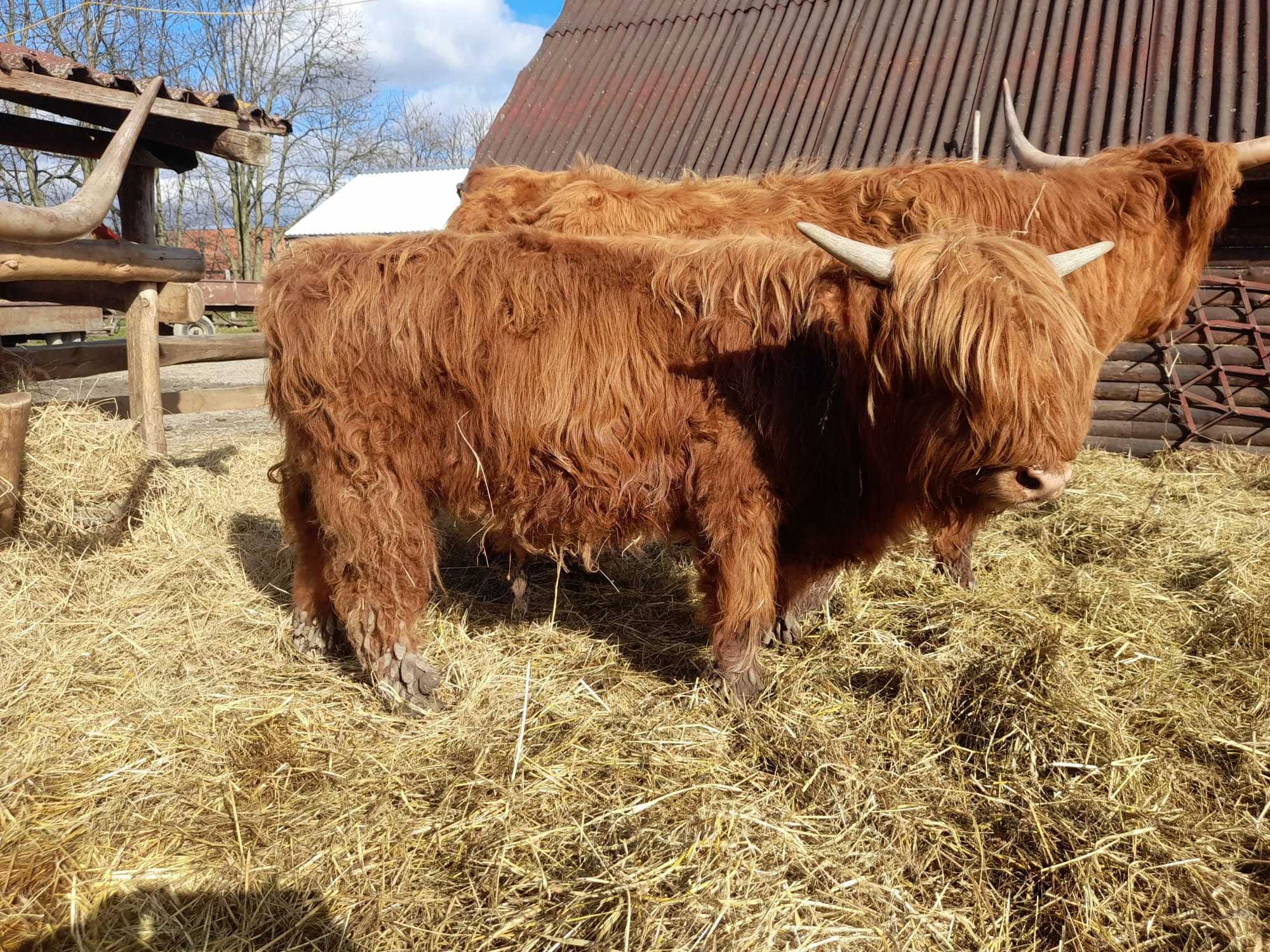 Byki Highland Cattle z małego gospodarstwa ekologicznego - 100% rasy