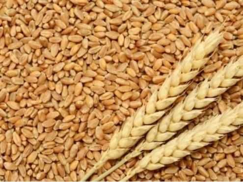 Продаж посівної пшениці