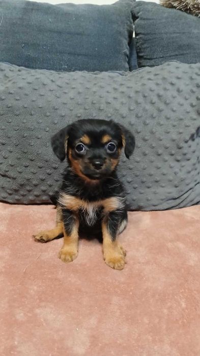 Melcia śliczny szczeniak do adopcji