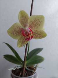 Орхидея сортовая Phal. Pulsation(Пульсация)