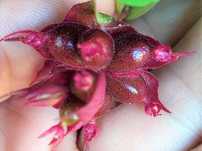 Baga Caramelo - Leycesteria formosa