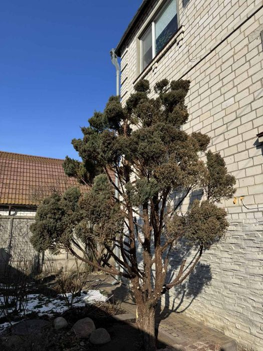 Послуги по обрізці плодових та декоративних рослин