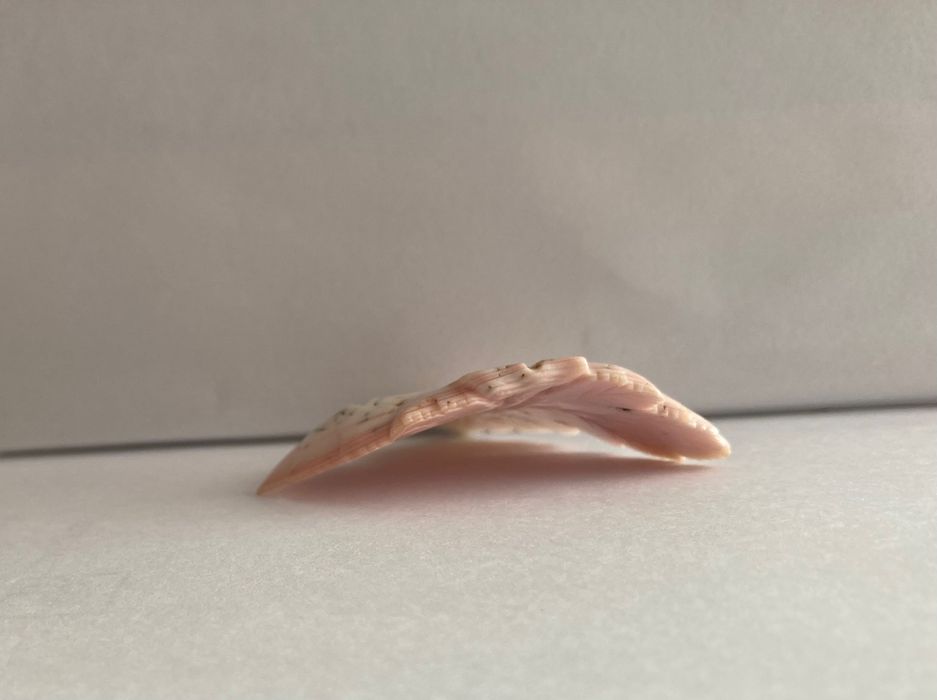 Coral Mediterrâneo  esculpido