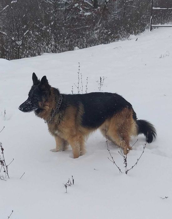 Вязка німецька вівчарка д/ш (кобель)