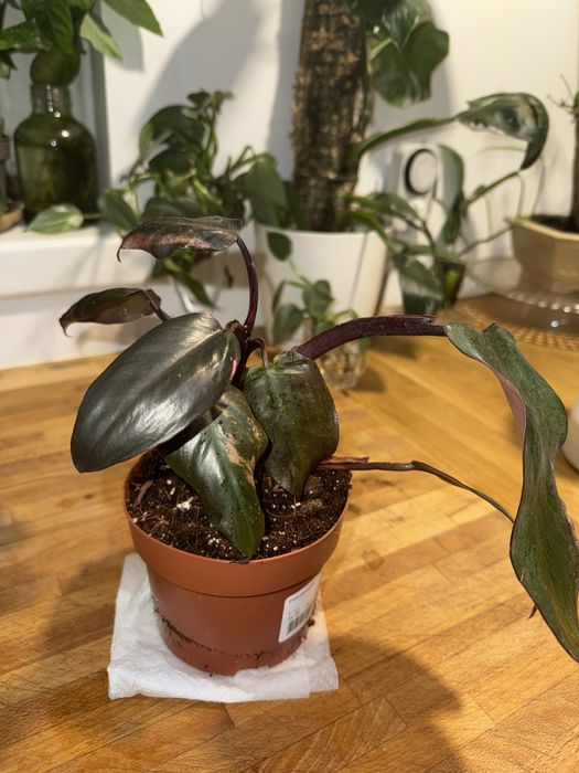 Philodendron pink princess