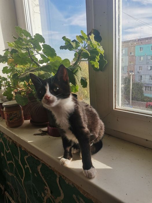 Кошенята в Добрі руки