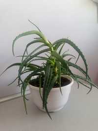 Aloes leczniczy (drzewiasty)