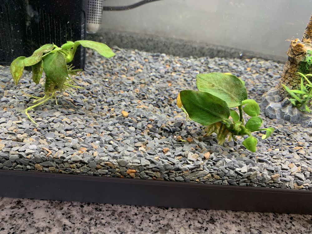 Aquário 48L + Acessórios + Comida
