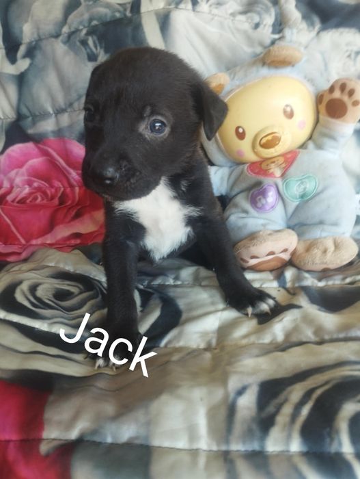 Jack para para adoção muito responsável