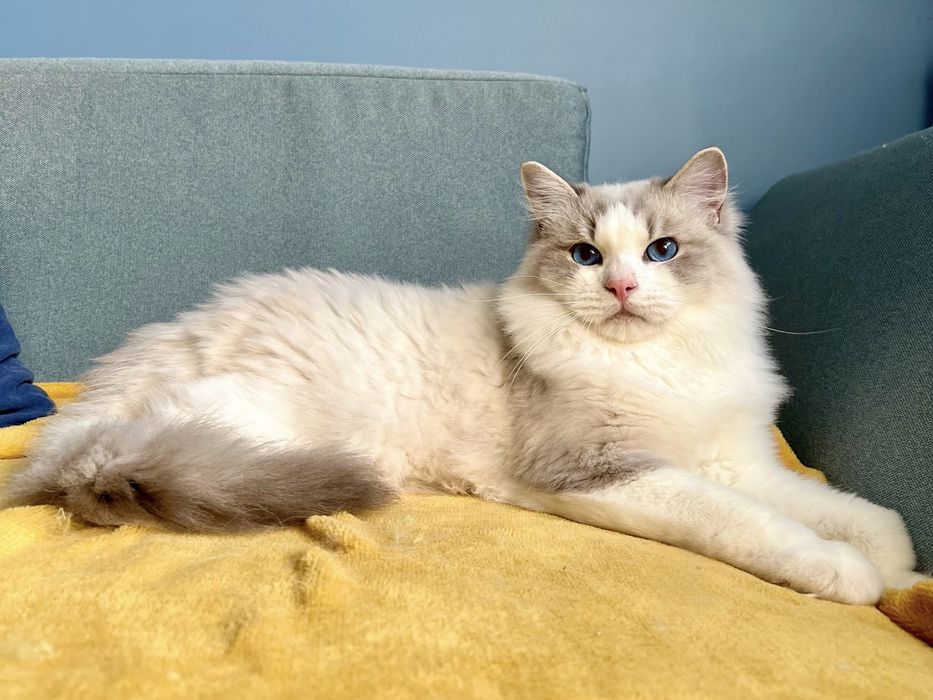 Kocurek Ragdoll adopcja / prawdziwy rodowód / kocięta FPL kotek kocur