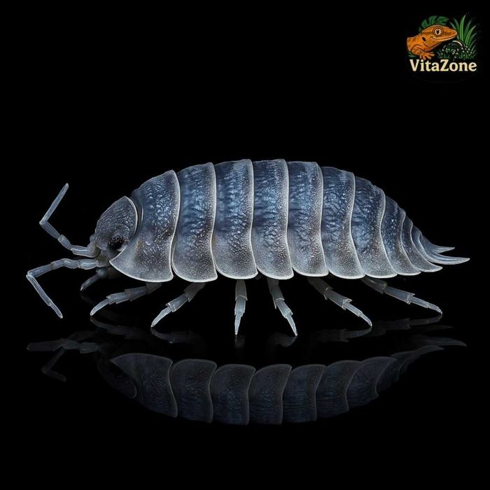 Porcellio spatulatus "Coros" – 10 sztuk