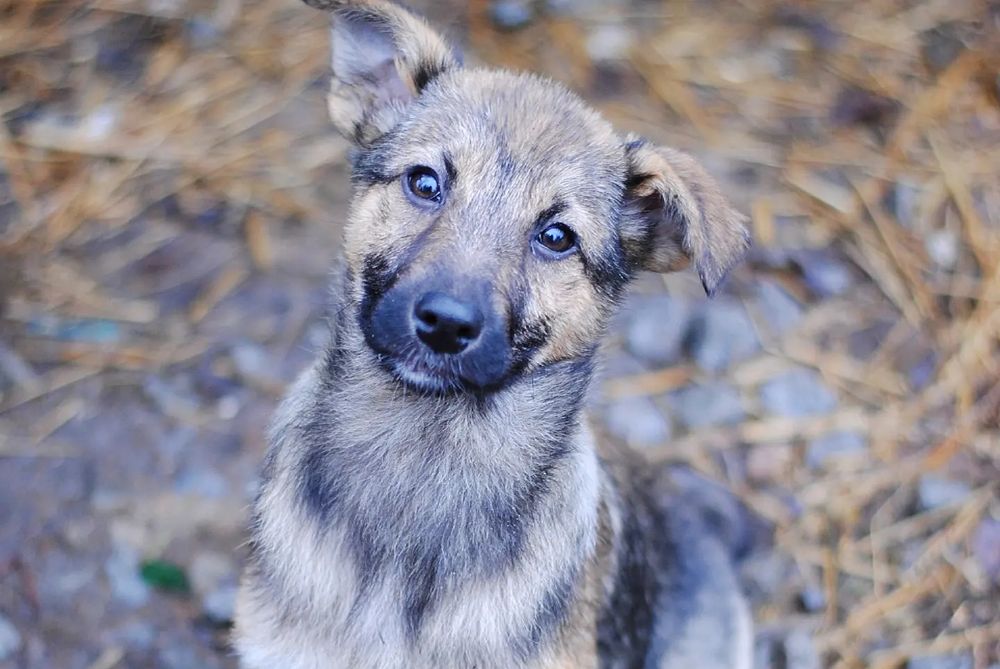 Вакциновані цуцики в добрі руки