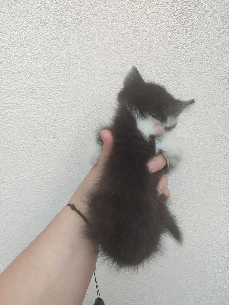 Отдаём двух котят
