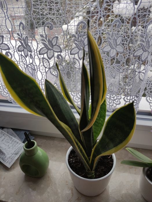 Śliczna sansewiera 30 cm