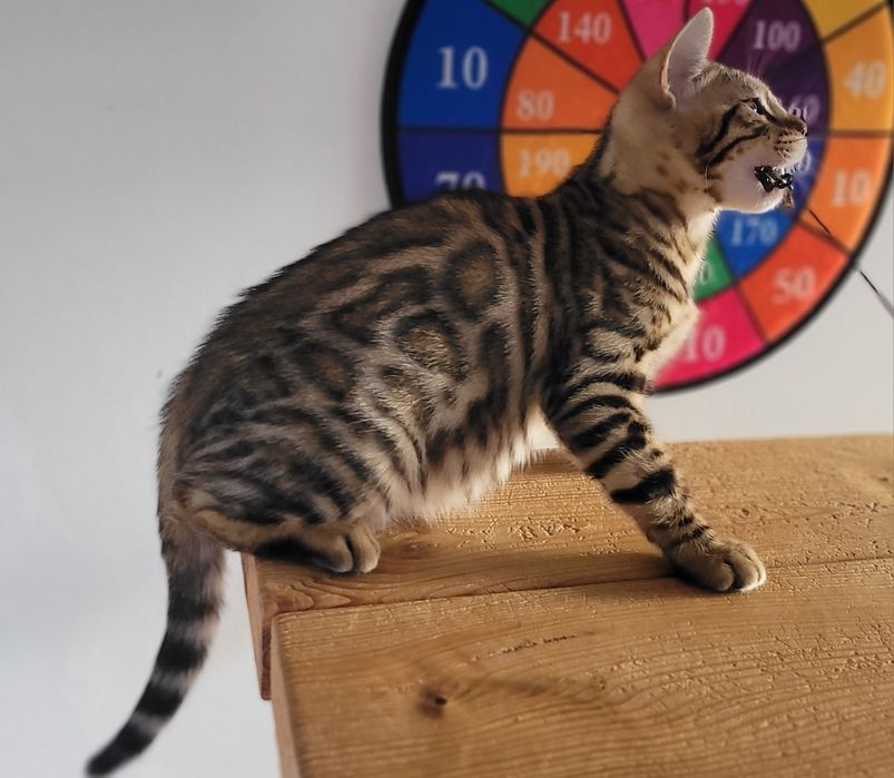 Kocurki bengalska FPL