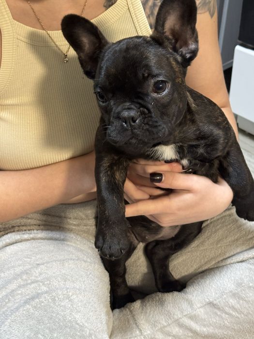 Продам щенка французького бульдога