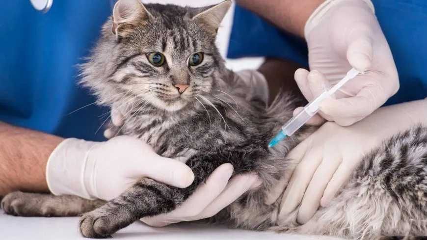 Ветеринарный врач Прием Лечение животных