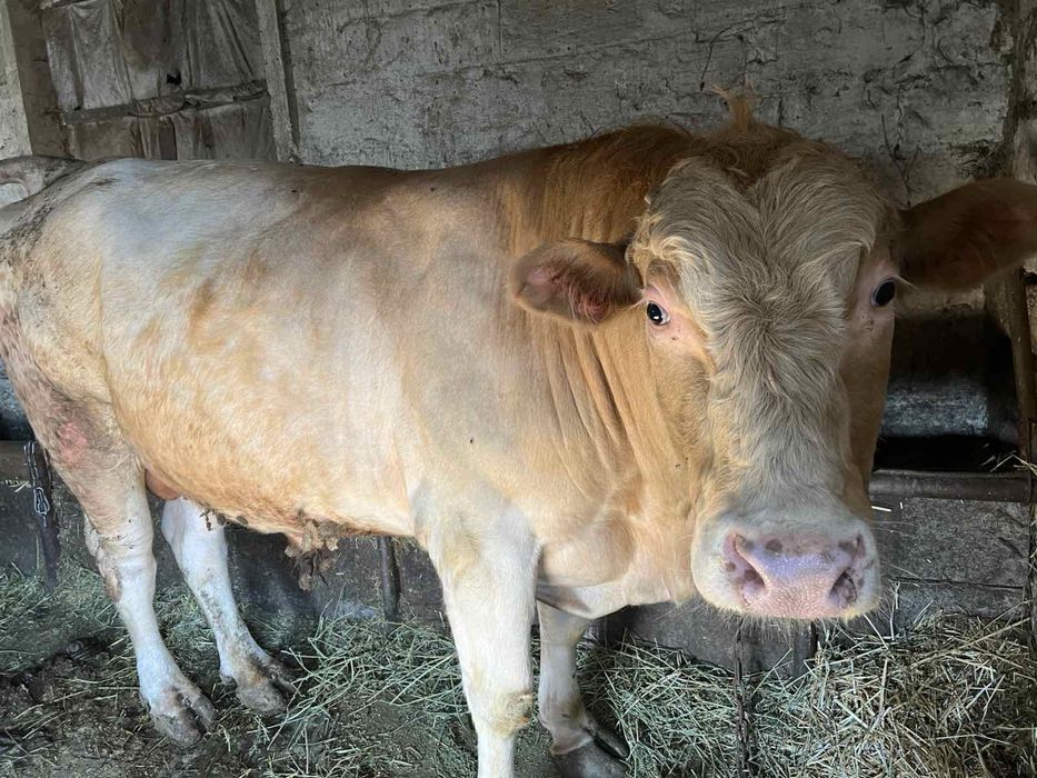 Продам молодих бичків, вагою 400-500 кг