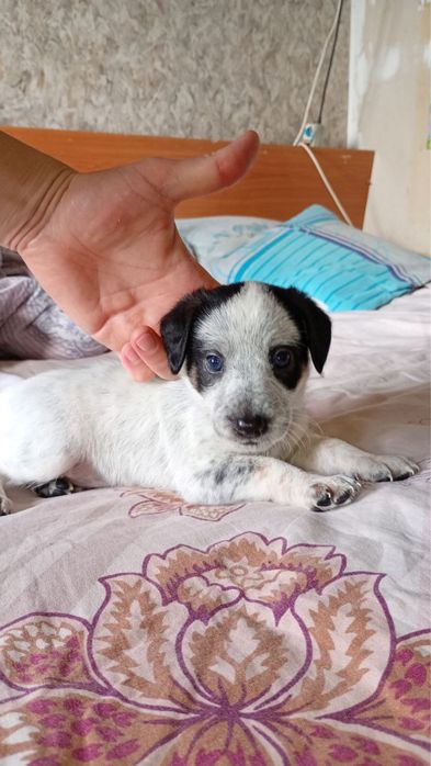 Щенки, собаки, цуцеки в добрі руки, бекоштовно