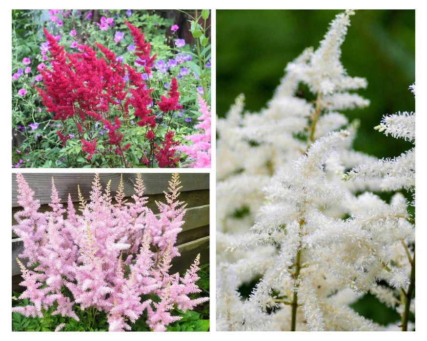 Саженцы цветов трав квіти любисток хоста флокс деревій