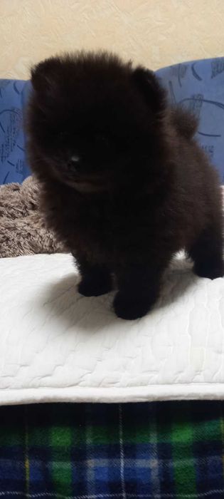 Хлопчик-мішка. З шоколадним підпалом.