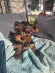 Yorkshire terrier pieski