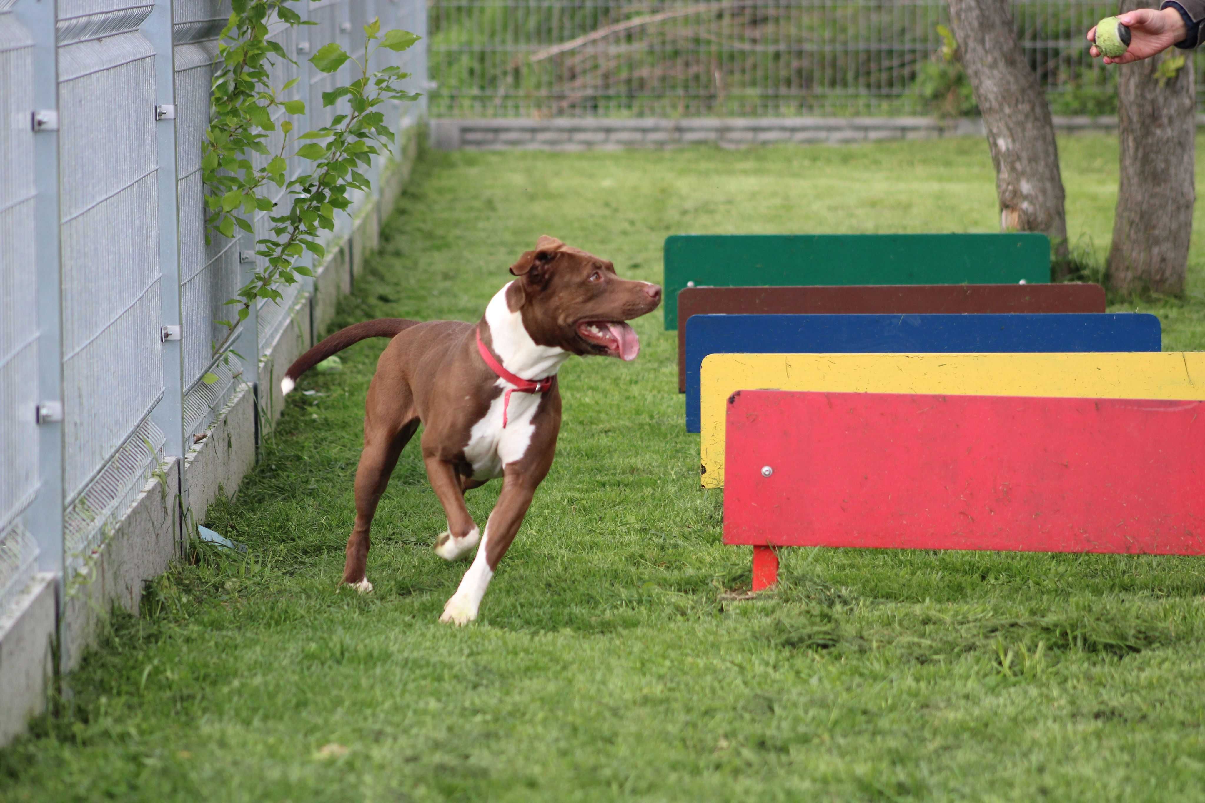 Sasza do adopcji za darmo pit bull