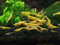 Krewetki Yellow Neon Neocaridina selekcjonowane jakość