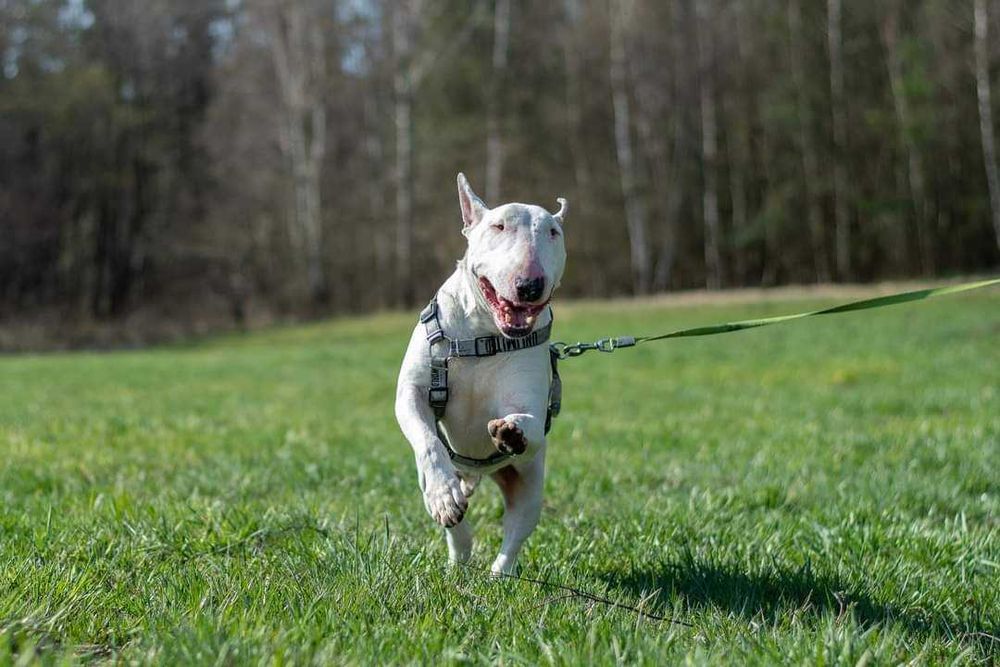 Guli, bullterier, do adopcji, Amstaffy Niczyje