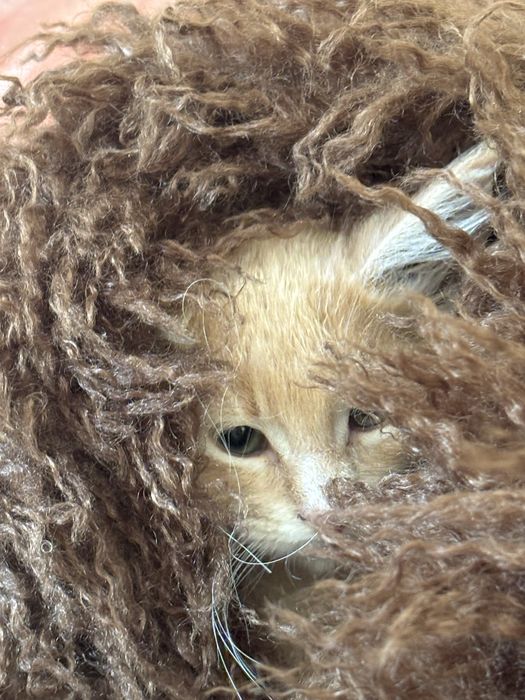 Rudy kremowy kocurek maine coon Fife