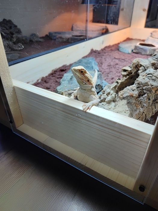 Terrarium drewniane dla agama gekon lamparci wąż