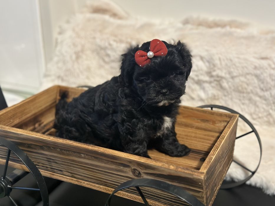Maltipoo F1 szczeniak z rodowodem