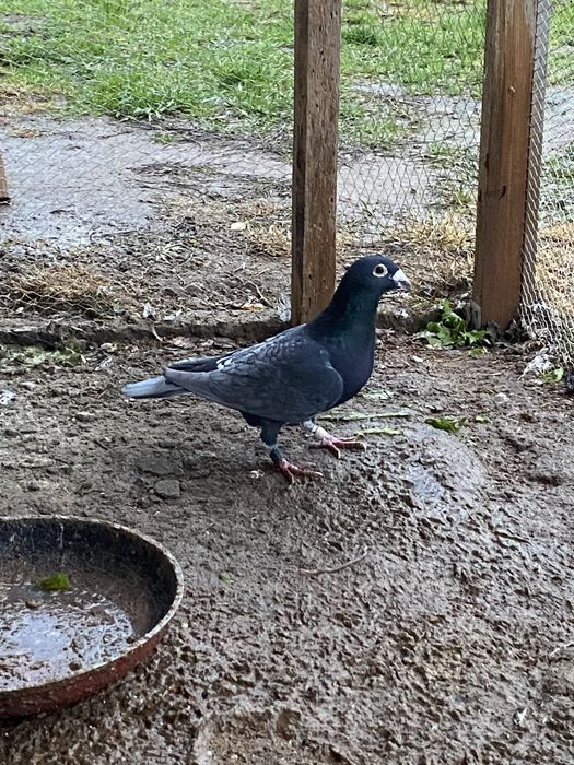 Samiec andaluz golębie