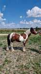 Ogierek Irish-cob