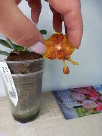 Продам орхидею Phal.Sahara