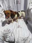 Jack Russell Terrier piesek tel.-5.7.5.3.0.2.0.3.9.