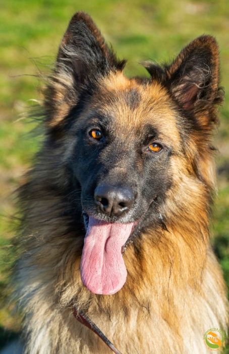 Spajki - piękny owczarek niemiecki długowłosy do adopcji w schronisku