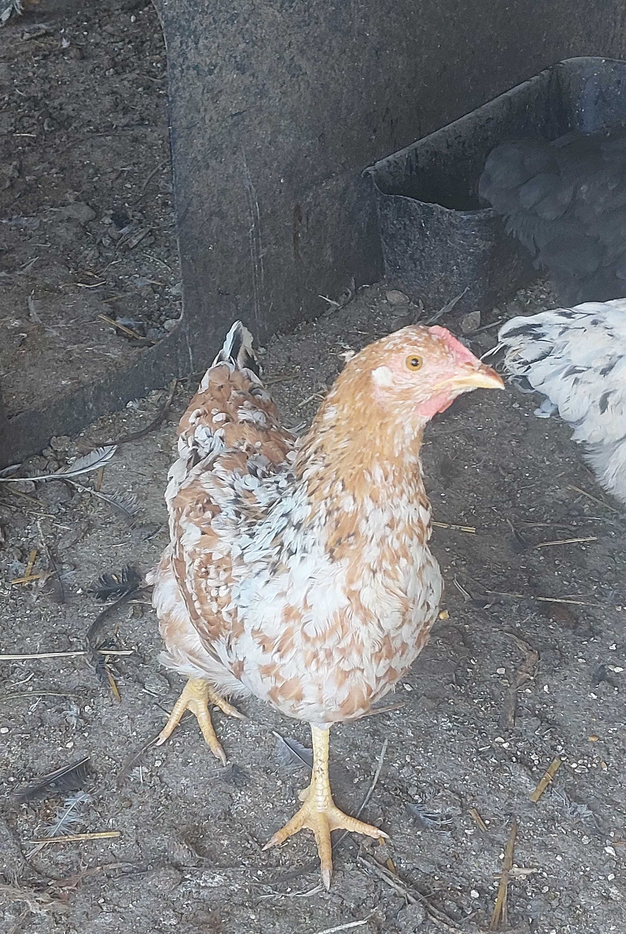 Galinhas de 6 meses a 2 anos