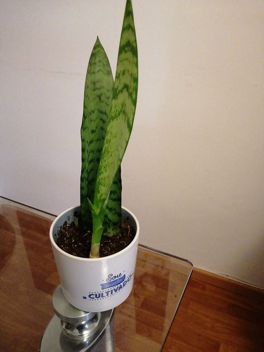 Espadas de São Jorge/Santa Barbara, planta de interior